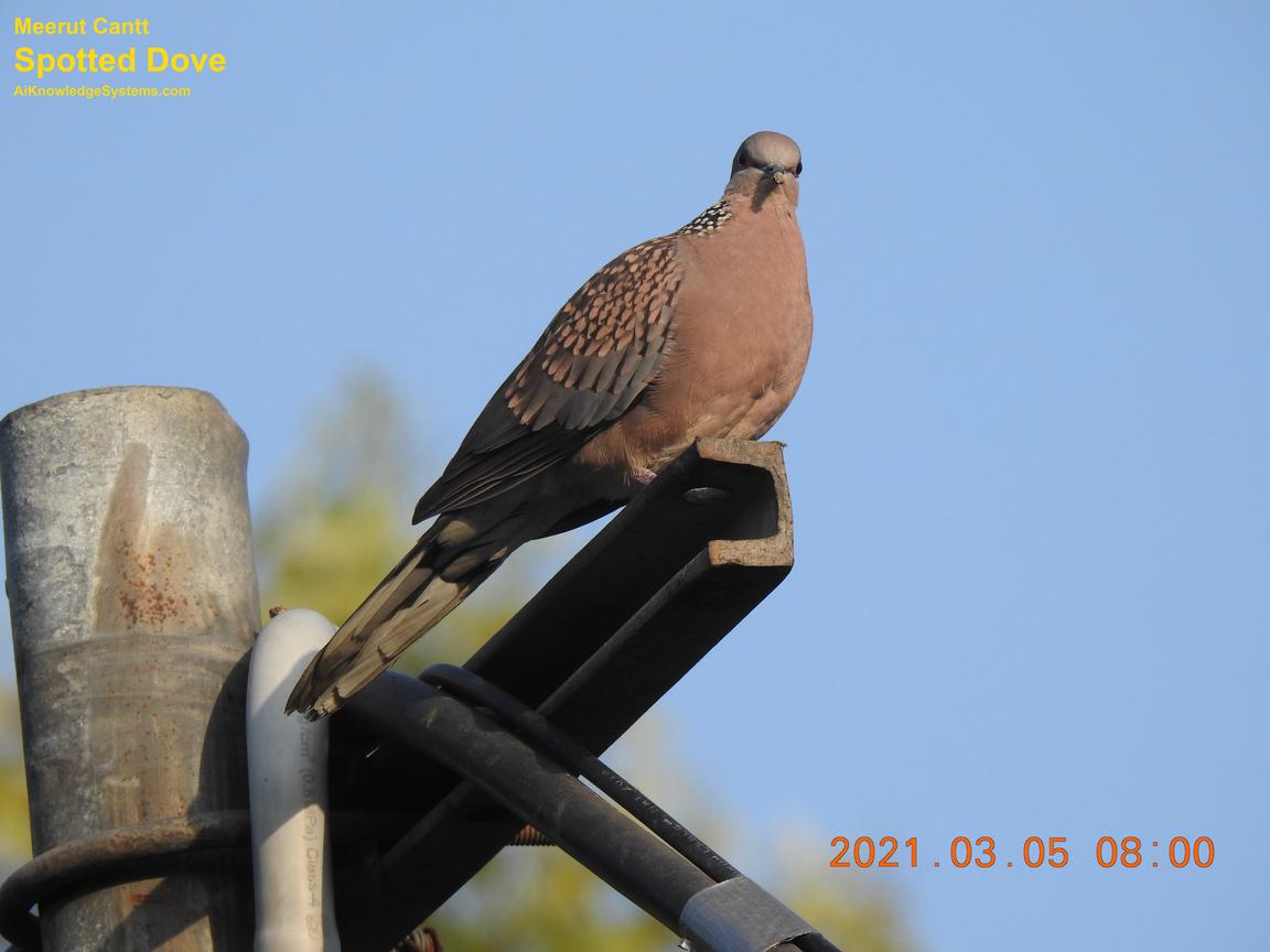 Dove Spotted (104) Coming Soon